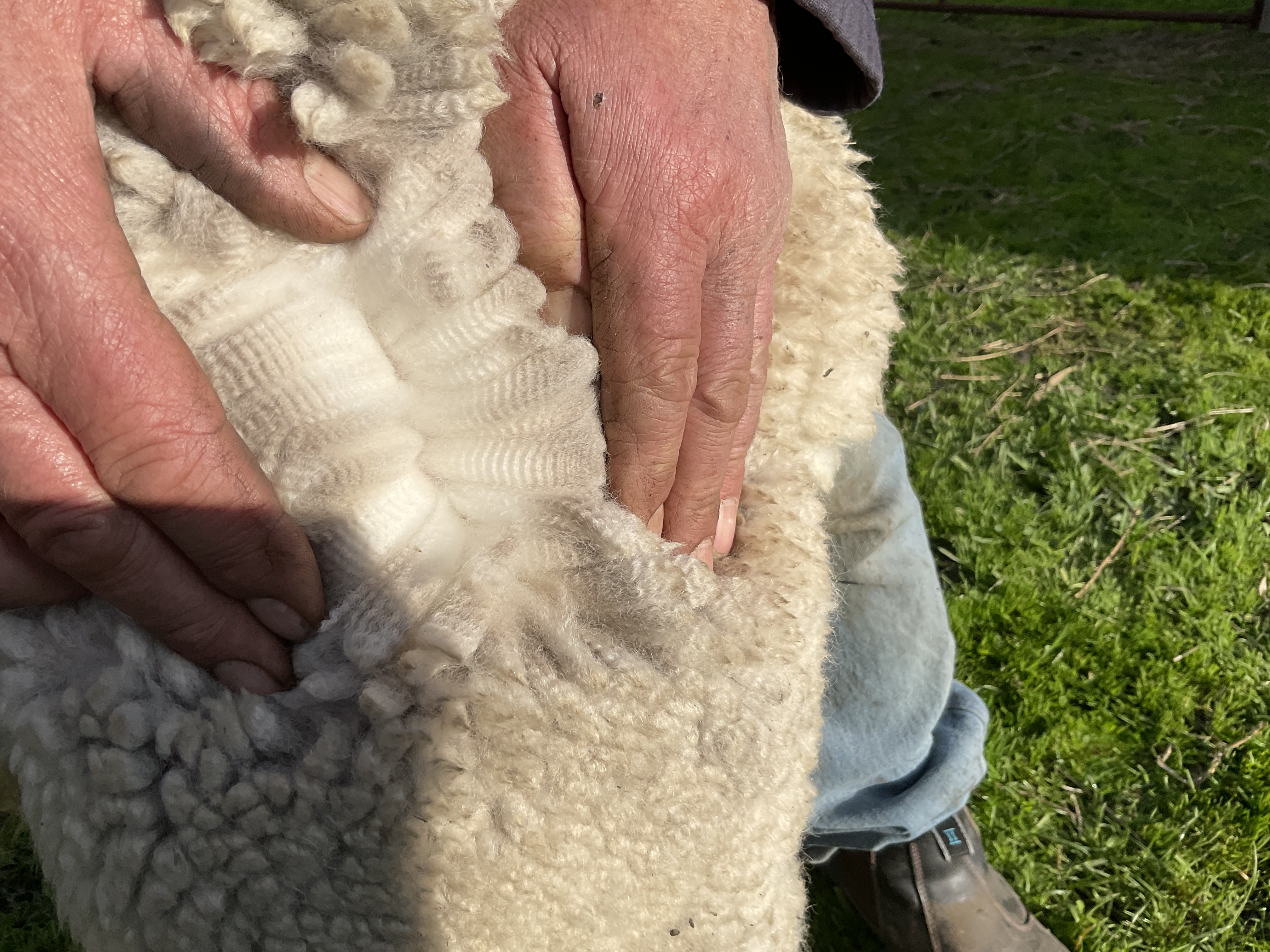 Photo of TOFFEEMONT LACUMA's fleece
