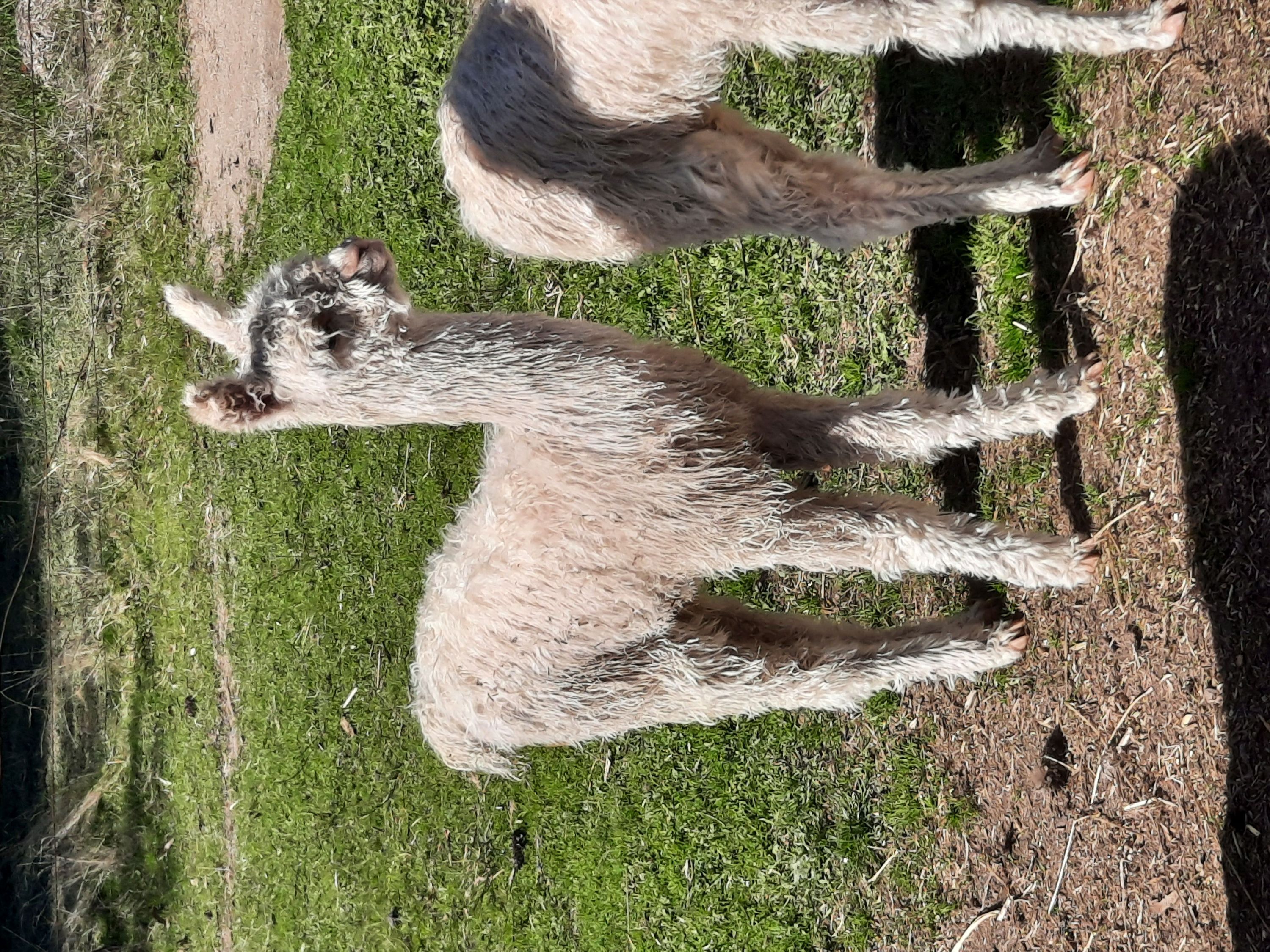 Photo of TAHARA ADELIA's fleece
