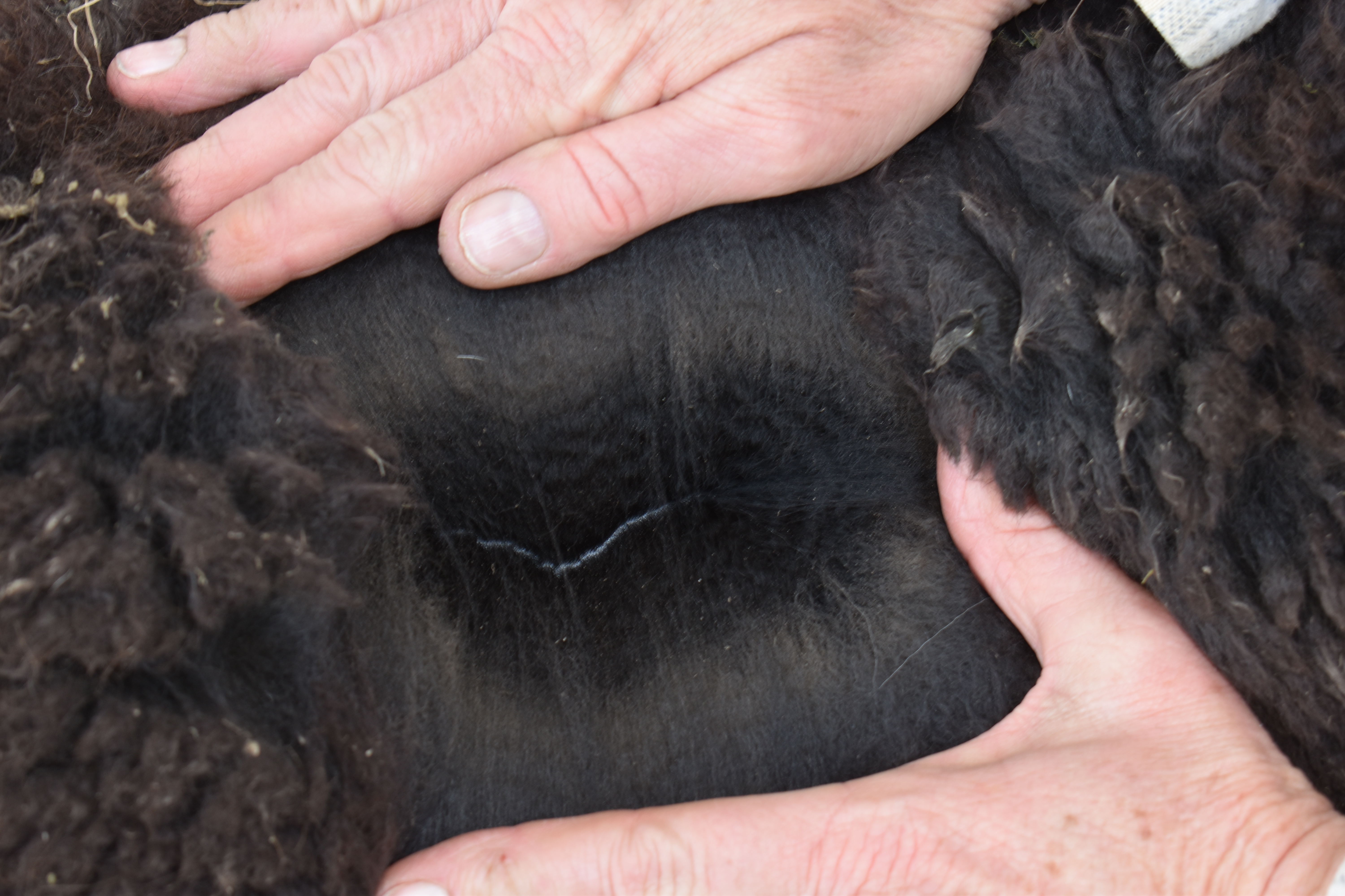 Photo of EP CAMBRIDGE GIGOLO's fleece