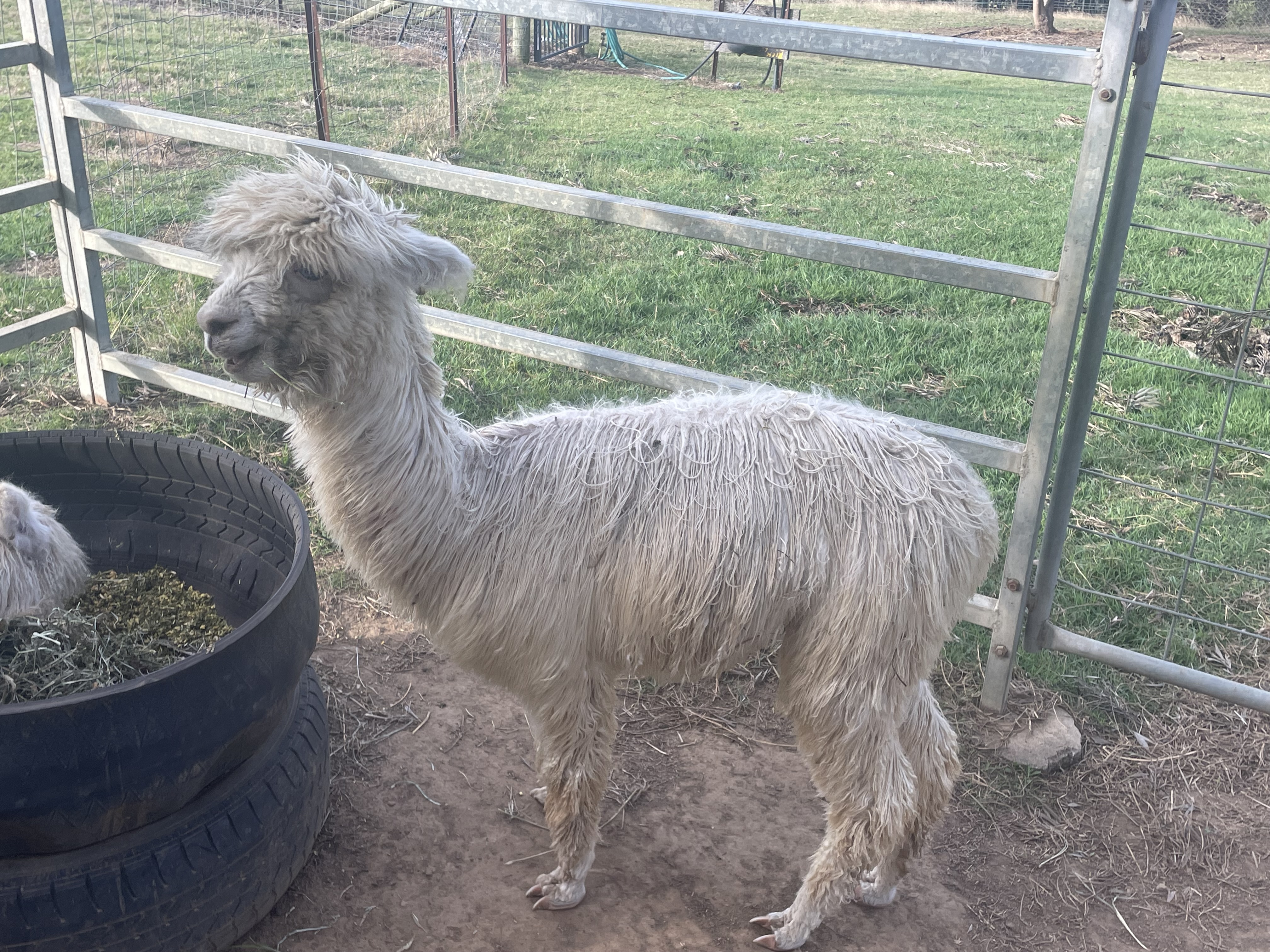 Photo of LUCKY