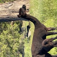 LEMARLI UMBRIELLE's thumbnail image