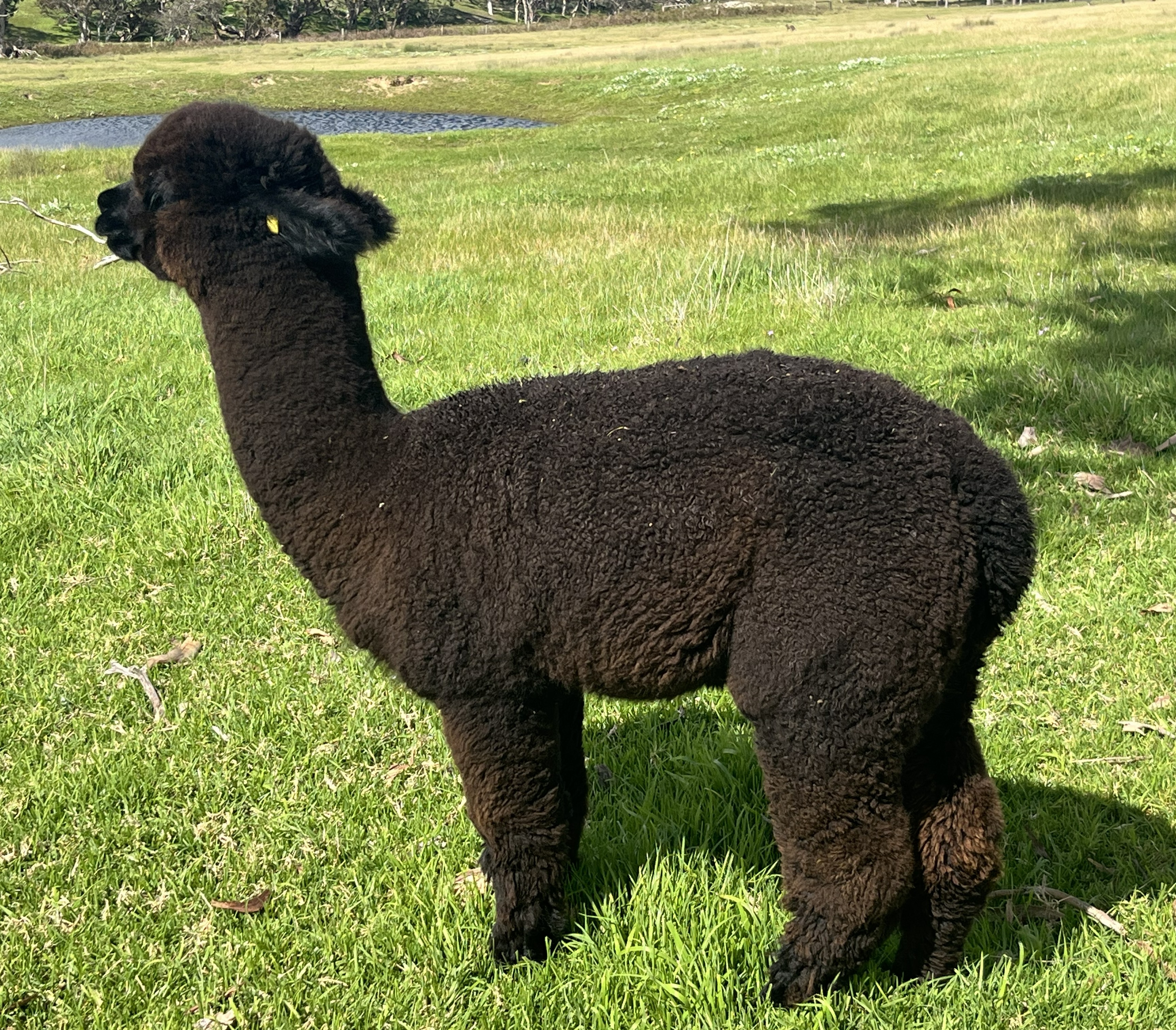 CHAPARRAL GAUTIER