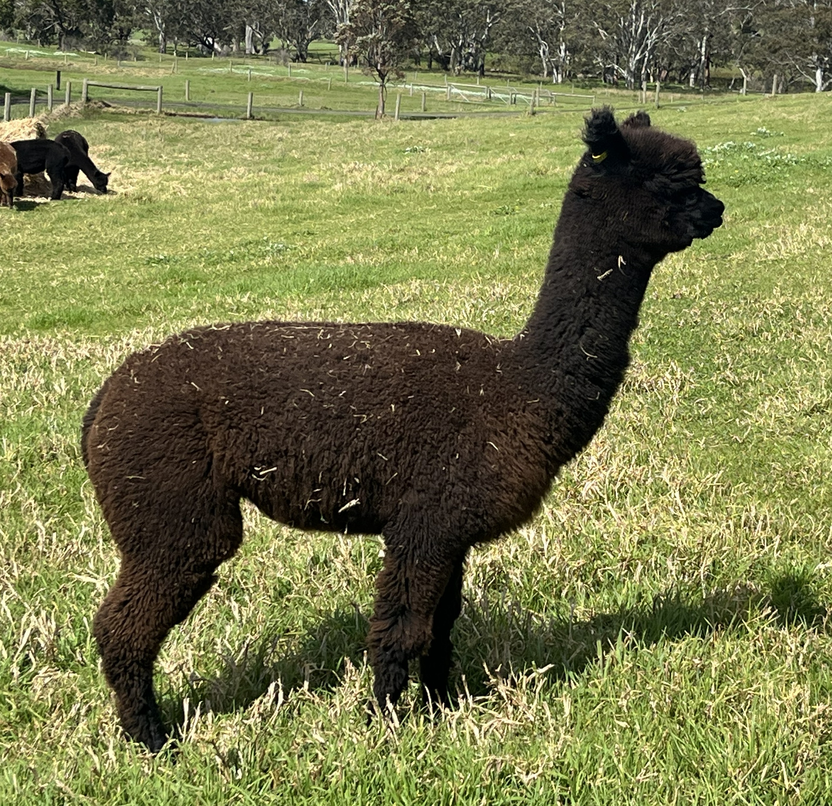 CHAPARRAL BARONESS
