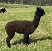 CHAPARRAL BARONESS