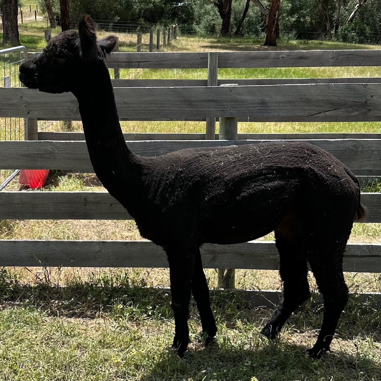 Photo of XARA DIVINE