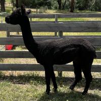 HAYLILLA XARA DIVINE's thumbnail image