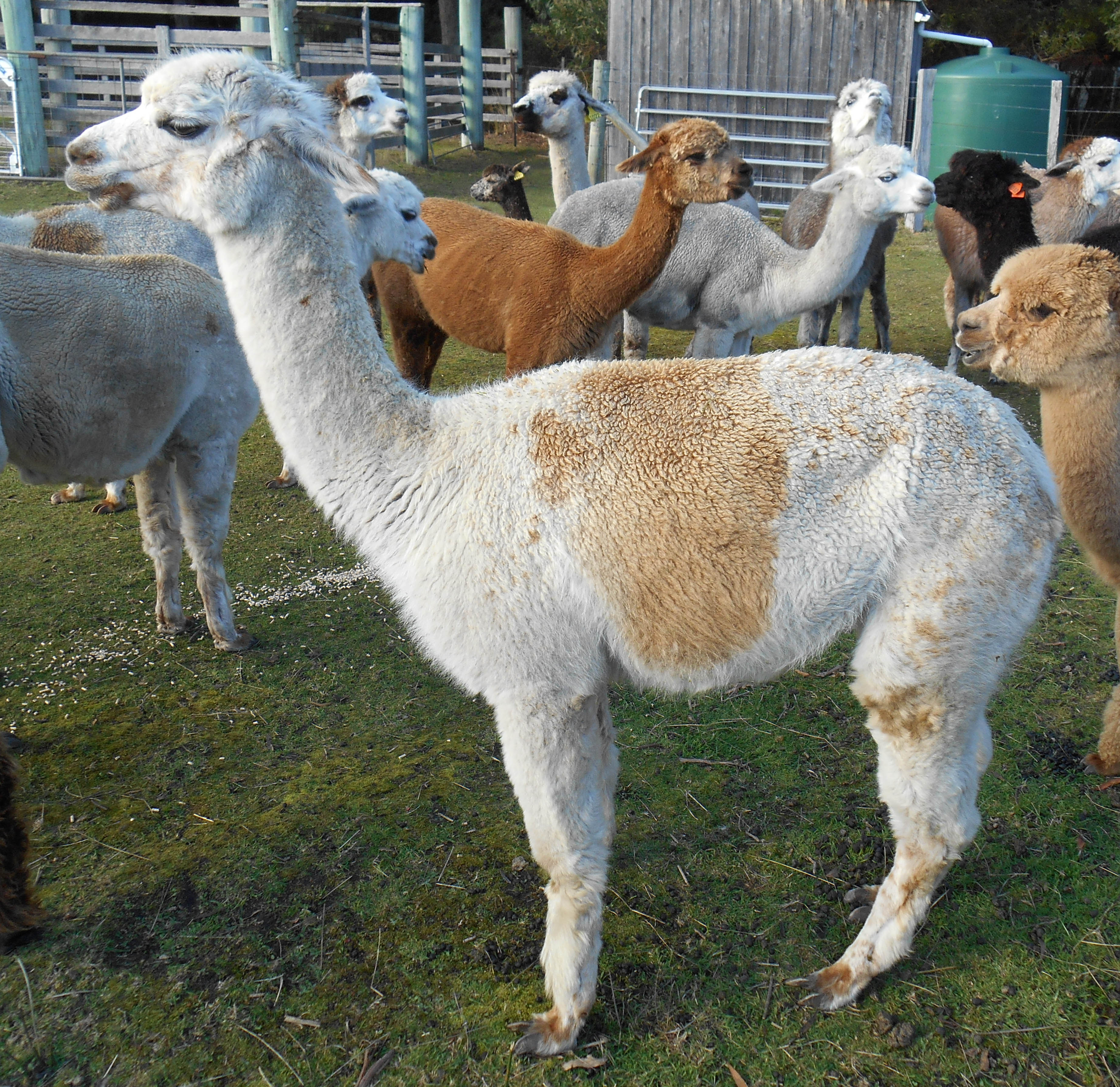 Photo of OLIVIA