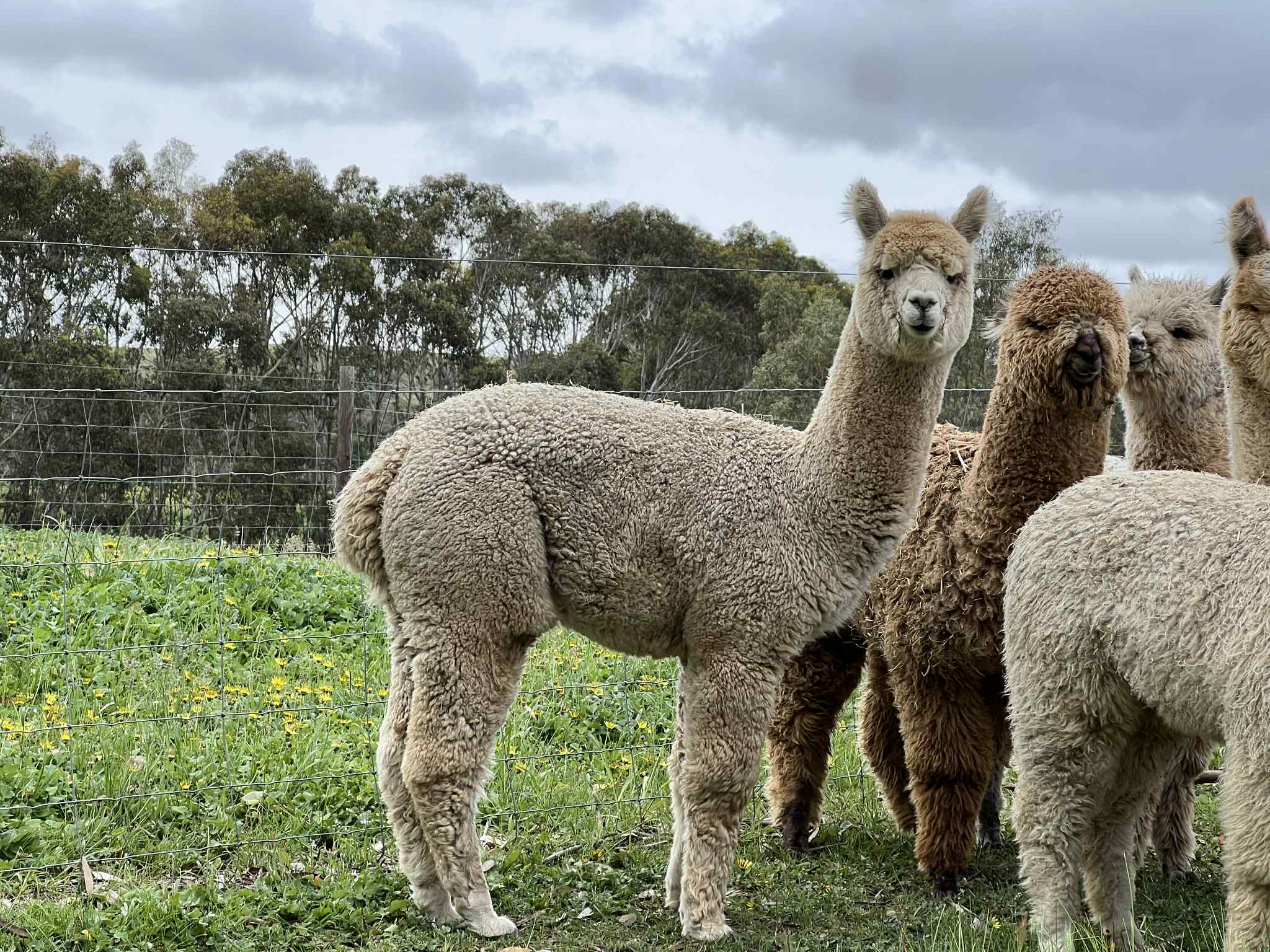 Photo of AUTUMN BLAZE