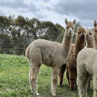 THERIDION AUTUMN BLAZE's thumbnail image