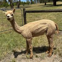 HAYLILLA FAIRY DOLL's thumbnail image