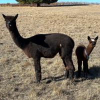 HAYLILLA WILD CHILD's thumbnail image