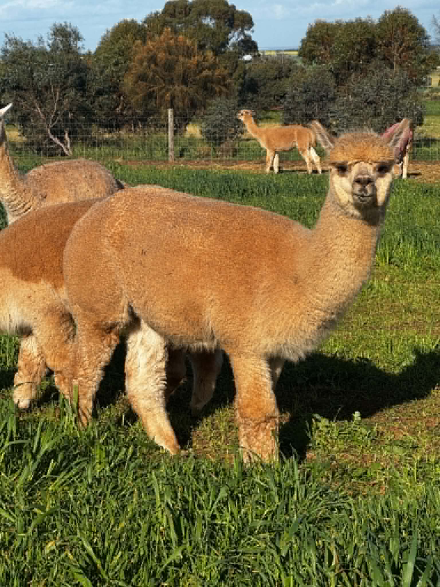 HUMMINGHILLS BRINDABELLA