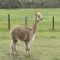 RIVERPORT RIPPLE's thumbnail image