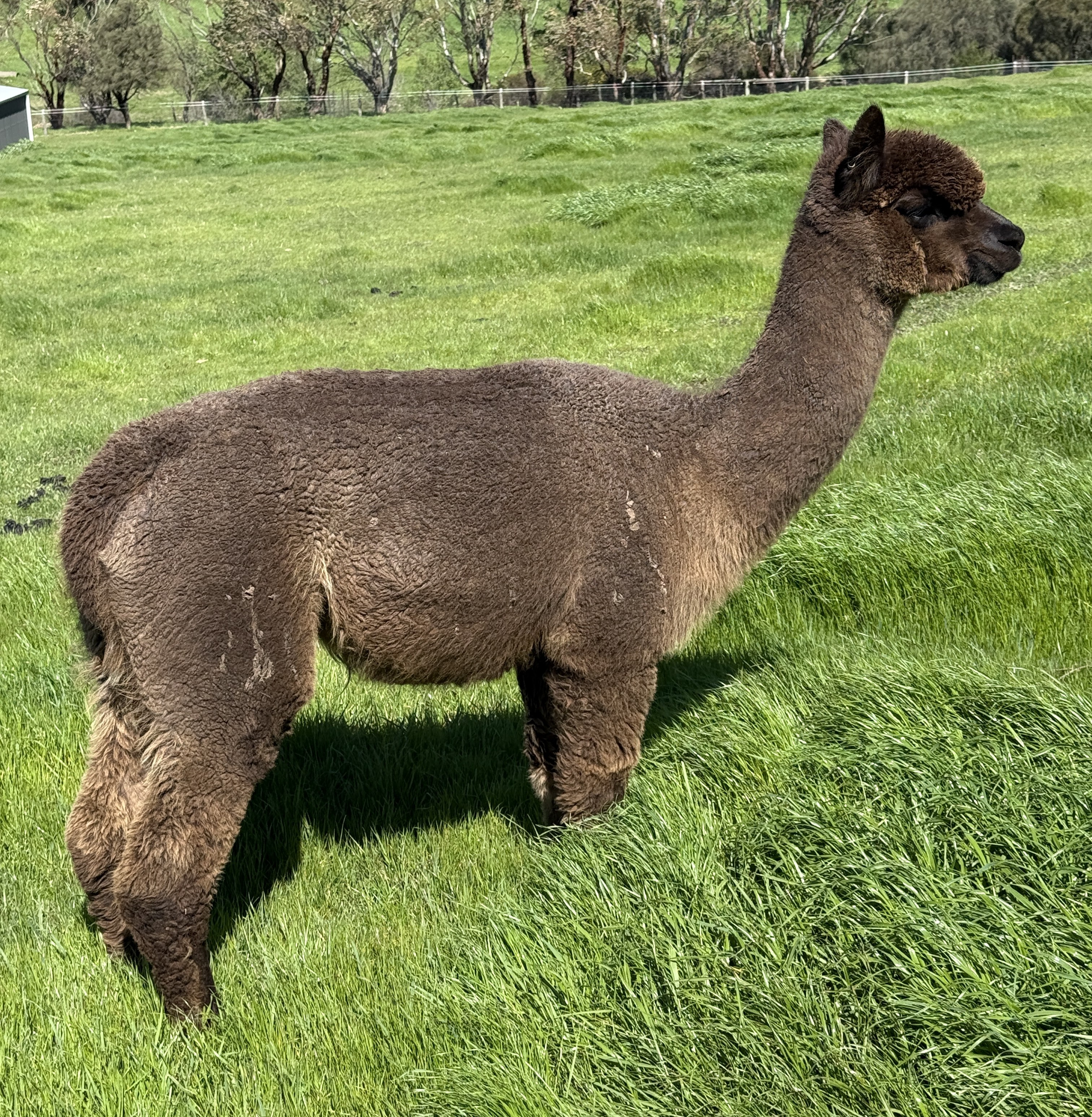 CANDLEBARK SHOWDAE