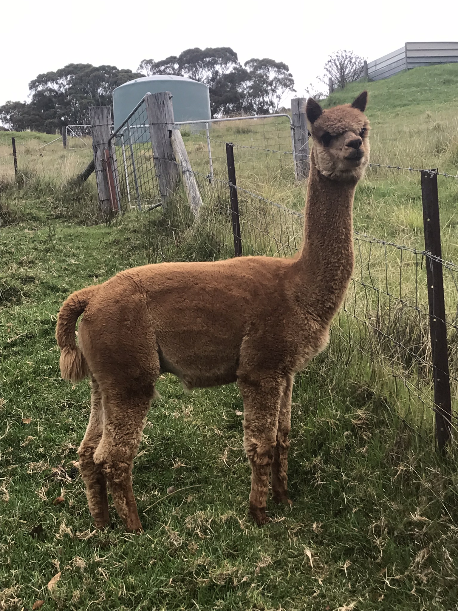 Photo of MIDNIGHT RAMBLER