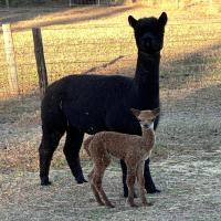 HAYLILLA PETULA CLARK's thumbnail image