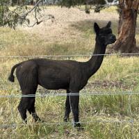 HAYLILLA BESPOKE's thumbnail image