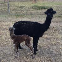 HAYLILLA LADY LUCK's thumbnail image