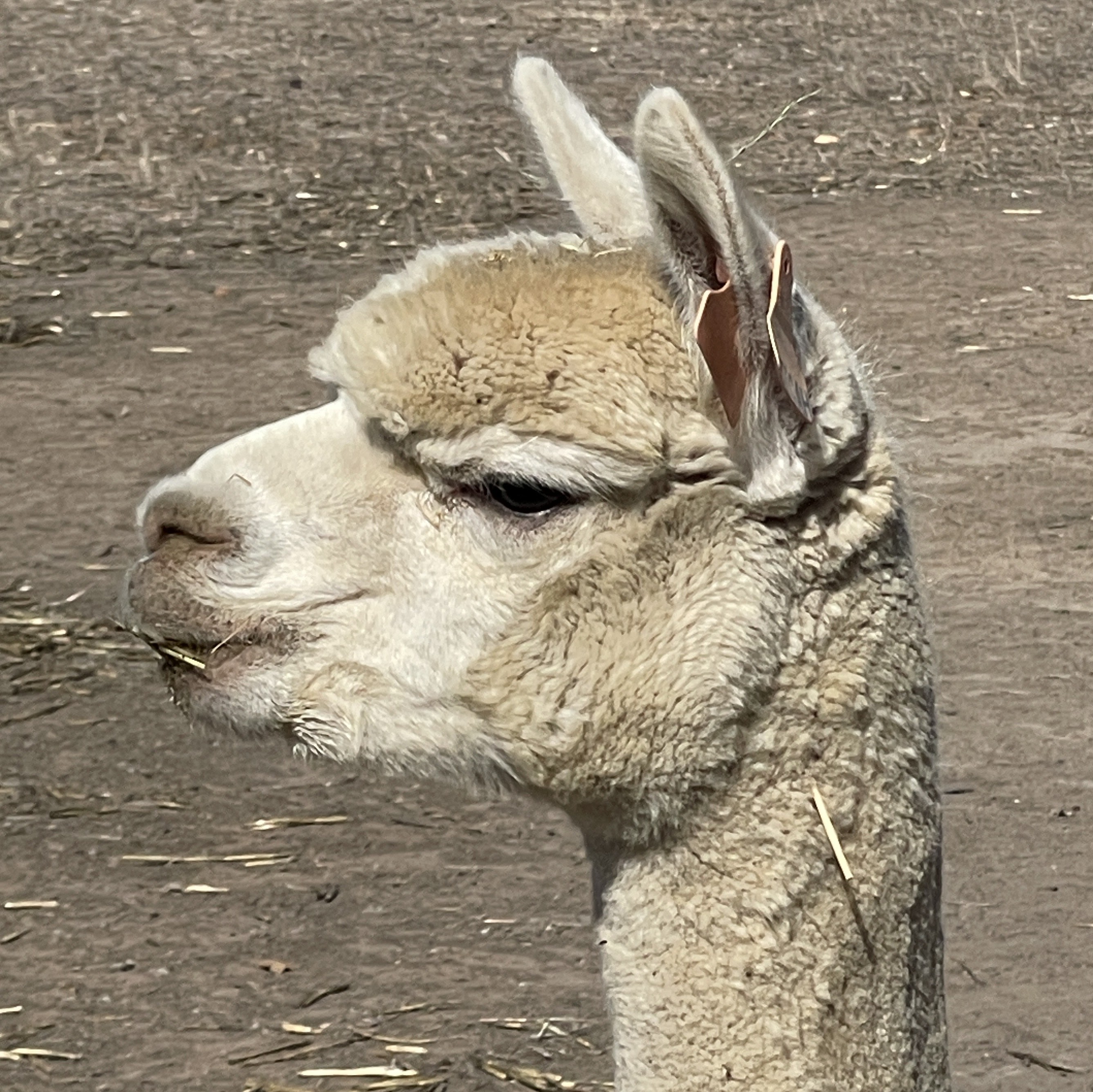 Photo of DAMICAH