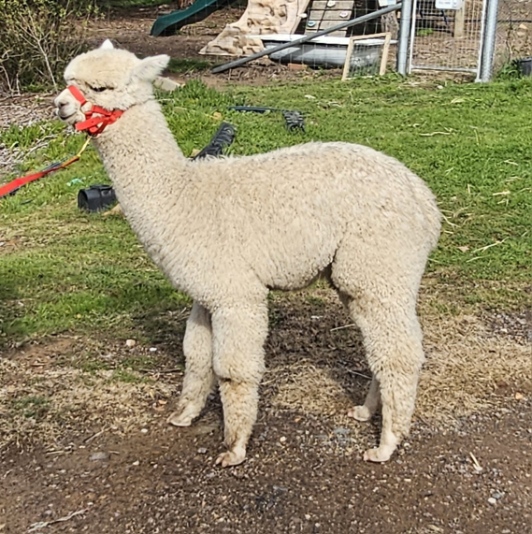 Photo of CASPER