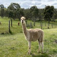 RIVERPORT LOLLIPOP's thumbnail image