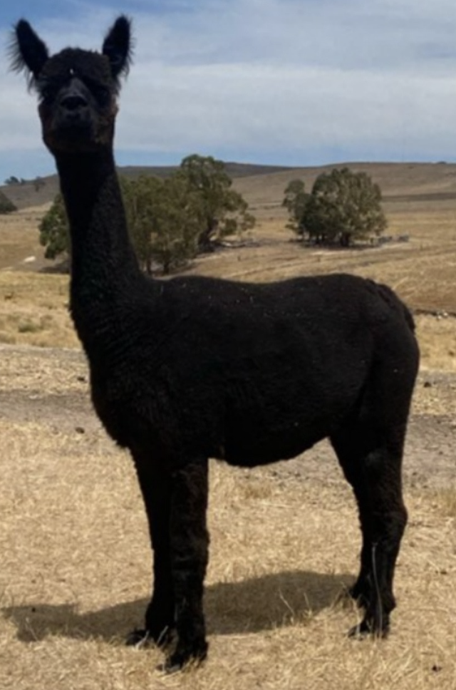 Photo of STYLISH MISS