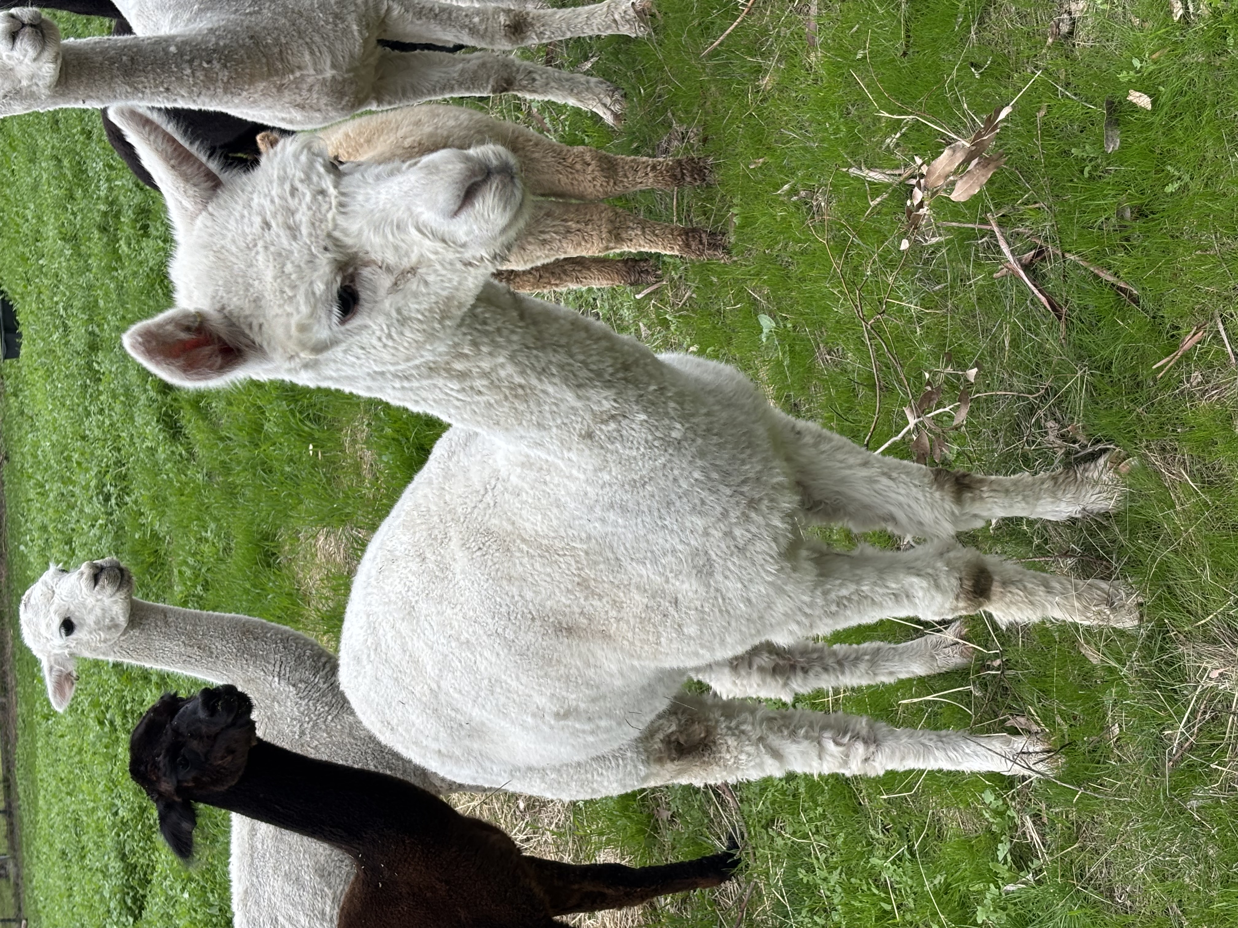 Photo of JASMINE