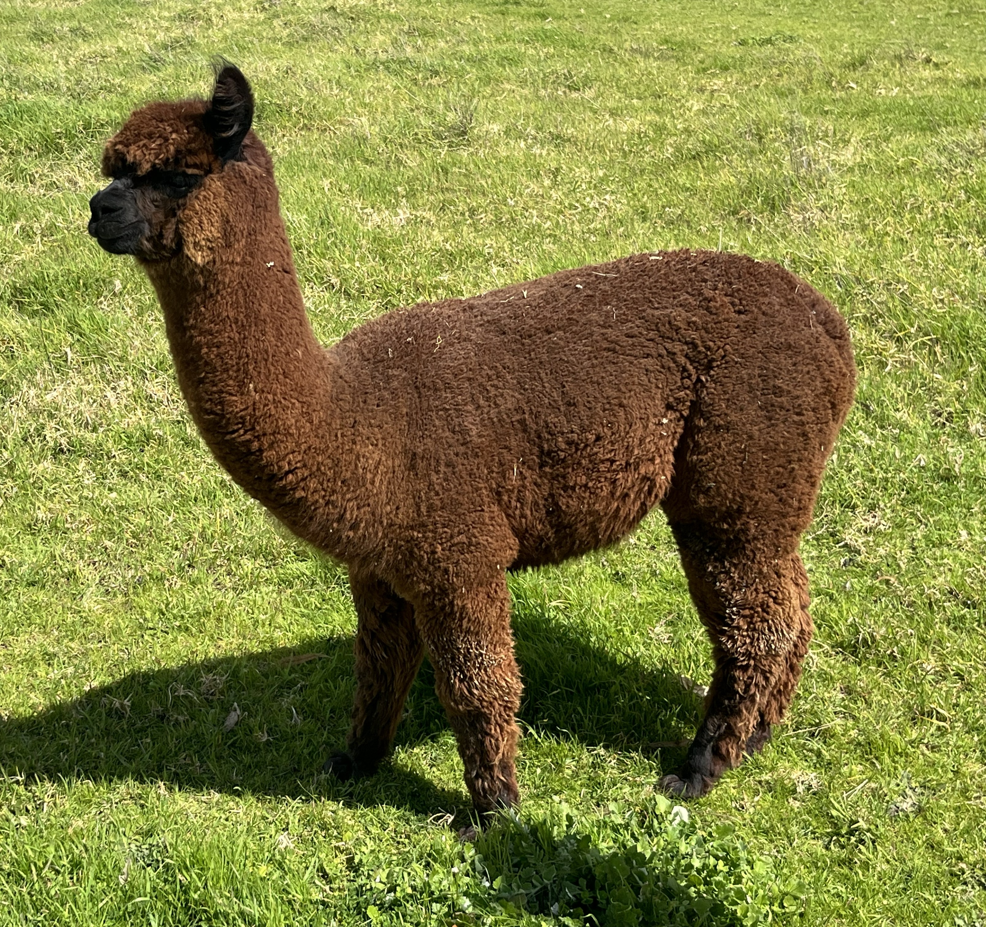 CHAPARRAL BELLA'TINI