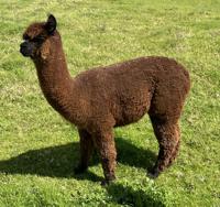 CHAPARRAL BELLA'TINI