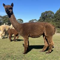 GRANJERO PARK FANTASIA's thumbnail image