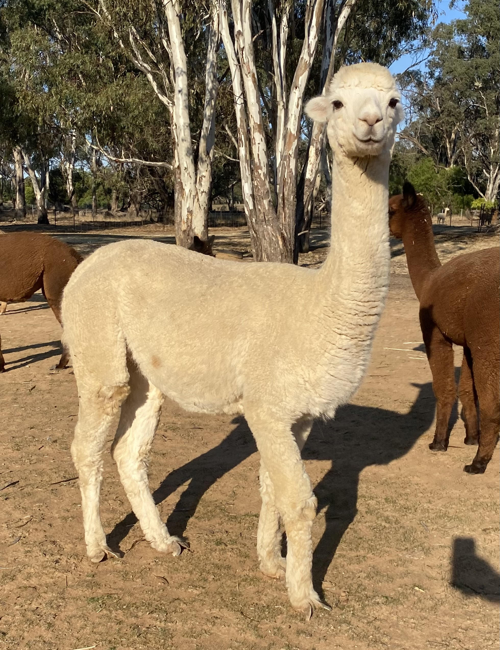 Photo of KLEO