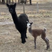 HAYLILLA HAPPY DAZE's thumbnail image