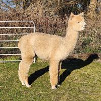 LUALTO KRUSADER's thumbnail image