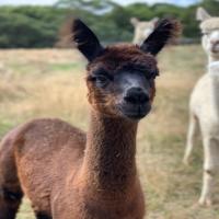 MANNA-GUM FARM BLACK BIRD's thumbnail image