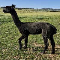 GIAGINYE JACK FLASH's thumbnail image