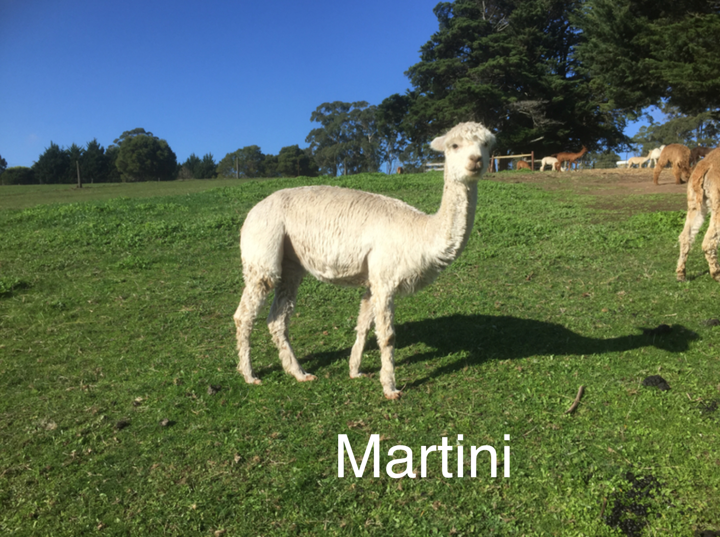 Photo of MARTINI
