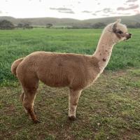 LOFTY RIDGE TAURI's thumbnail image