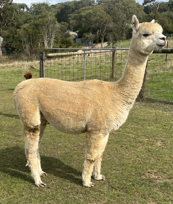 Photo of PEARL PASSION