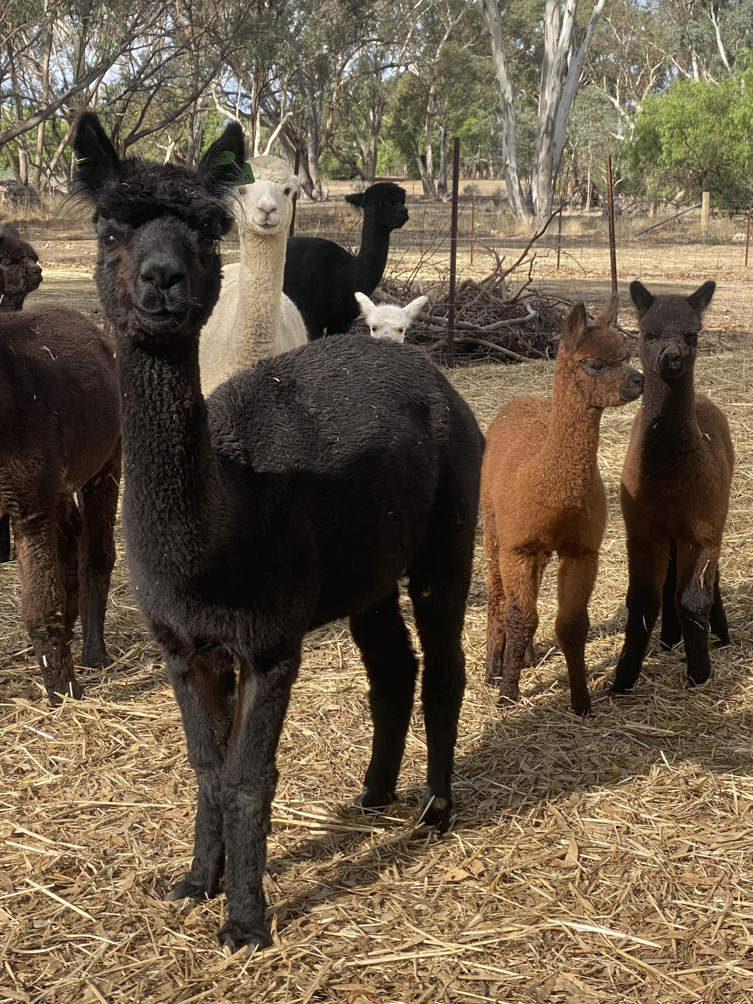 Photo of CALPURNIA