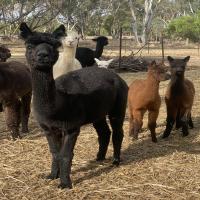 ONYX CALPURNIA's thumbnail image