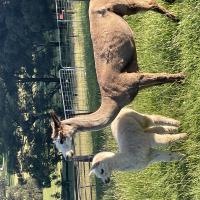 LEMARLI SCARLETT's thumbnail image