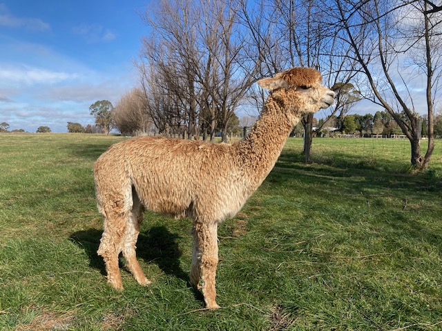 Photo of SWANKYBOOTS