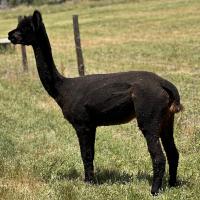 HAYLILLA MARIMEKKO's thumbnail image