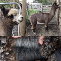 HAYLILLA CHANDRA's thumbnail image