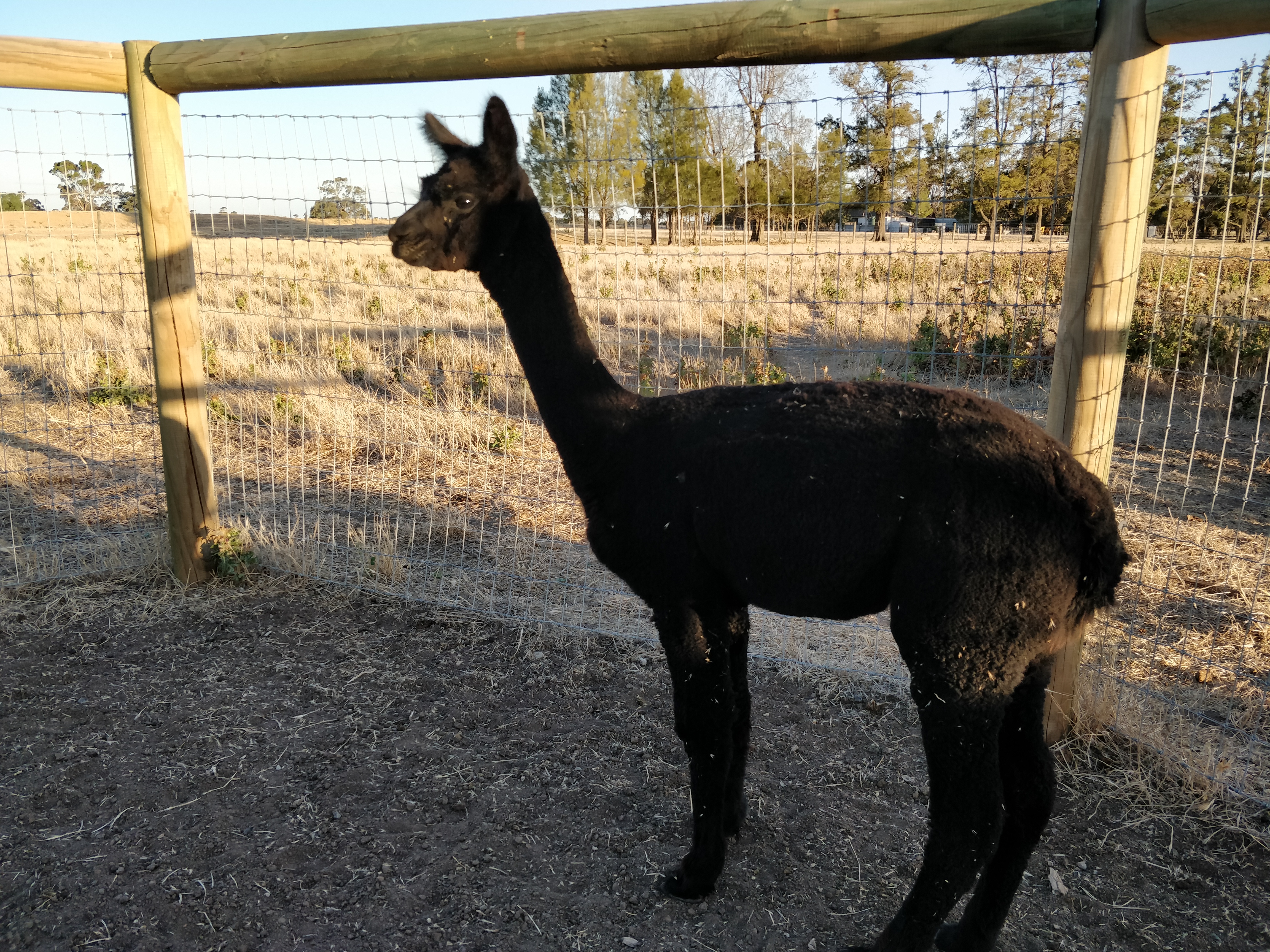 Photo of MYSTIQUE