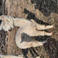 TAHARA MATTEA's thumbnail image
