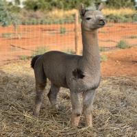 VISTA GYTANO ET's thumbnail image