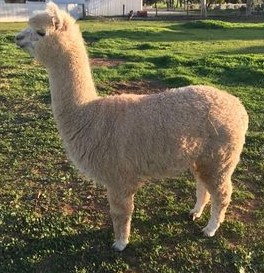 eAlpaca - Alpaca for sale: OSSIES FARMSTAY AMETHYST - SWT Female Huacaya