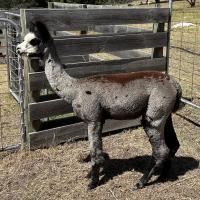 HAYLILLA BOMBERI's thumbnail image