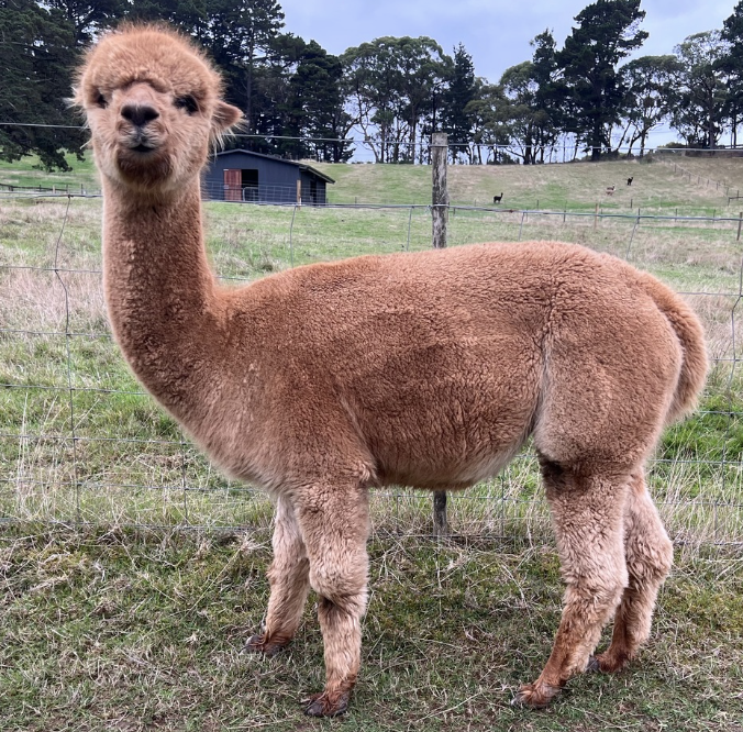 Photo of VEE-LOU LOU